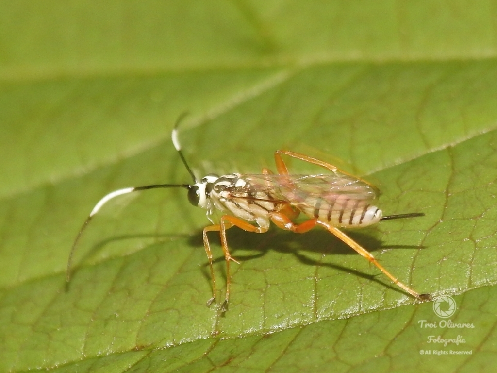 Lymeon mexicanus