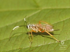 Lymeon mexicanus