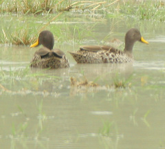 Anas undulata