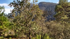 Quercus jonesii
