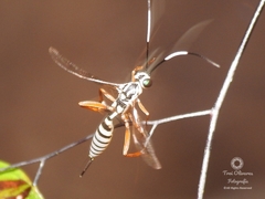 Lymeon mexicanus