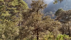 Quercus jonesii
