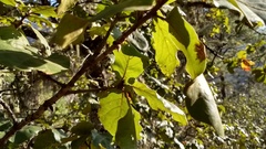 Quercus jonesii