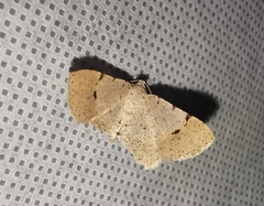 Frederickia flaviterminata