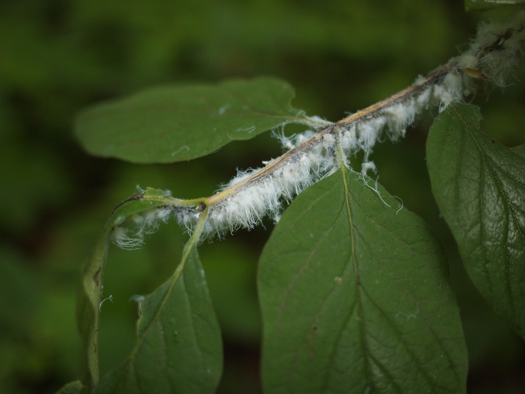 Woolly Aphids