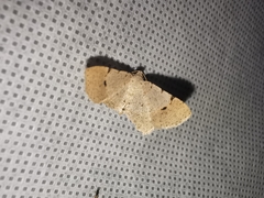 Frederickia flaviterminata