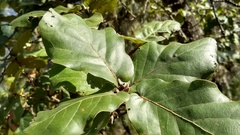 Quercus jonesii