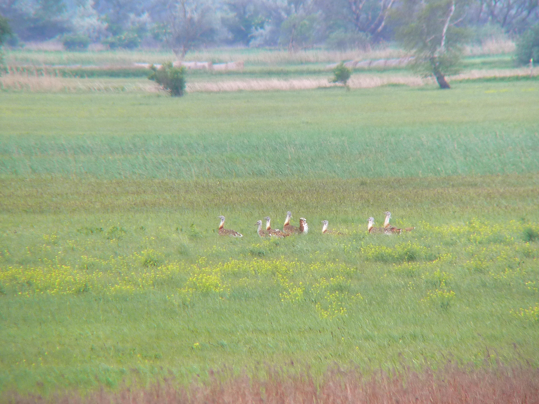 Great Bustard