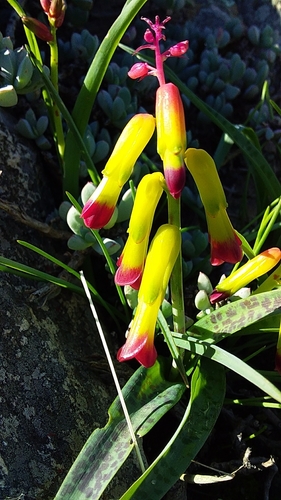 Lachenalia aloides iNat (2)