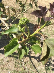 Jatropha curcas
