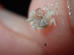 Cryptolithodes typicus