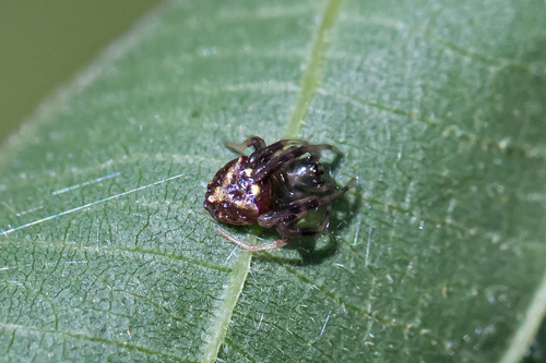 Arrowhead orbweaver