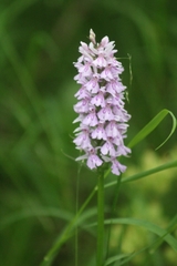 Dactylorhiza fuchsii