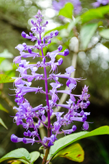 Plectranthus ecklonii