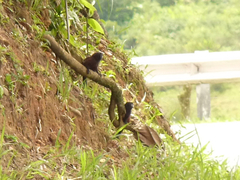Saguinus fuscicollis