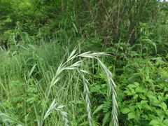 Elymus sibiricus