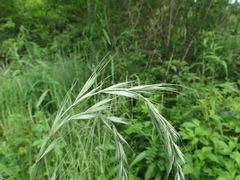 Elymus sibiricus