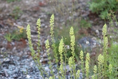 Reseda lutea