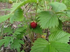 Fragaria orientalis