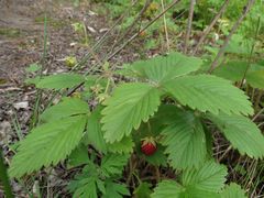 Fragaria orientalis