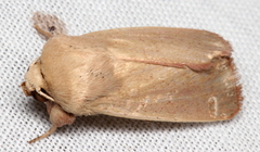 Leucania abdominalis