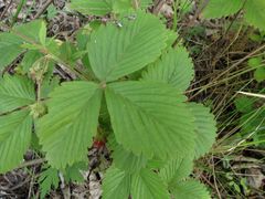 Fragaria orientalis