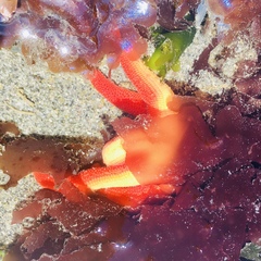 Henricia leviuscula