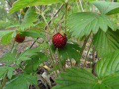 Fragaria orientalis