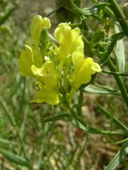 Linaria angustissima