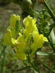 Linaria angustissima