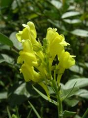 Linaria angustissima