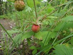 Fragaria orientalis