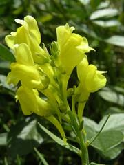 Linaria angustissima