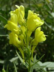 Linaria angustissima