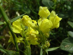 Linaria angustissima