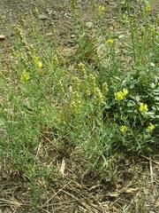 Linaria angustissima
