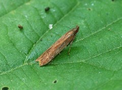 Dichomeris ustalella