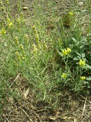 Linaria angustissima