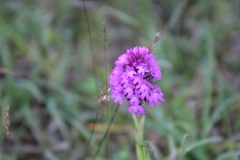 Anacamptis pyramidalis