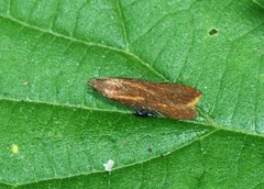 Dichomeris ustalella