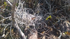 Tillandsia streptocarpa