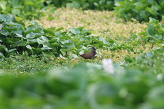 Gallirallus torquatus