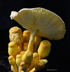 Leucocoprinus birnbaumii image