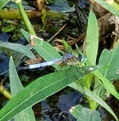 Pachydiplax longipennis