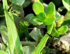 Ischnura posita