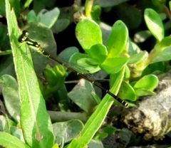 Ischnura posita