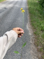 Hieracium tridentatum