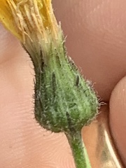 Hieracium tridentatum