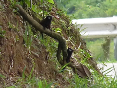 Saguinus fuscicollis