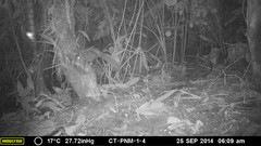 Sciurus stramineus
